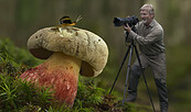 Schönfuß Kollage, Foto: Dr. Rüdiger Fischer, Lizenz: Dr. Rüdiger Fischer