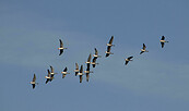 Gänse im Flug, Foto: Christina Krüger, Lizenz: NaturSchutzFonds Brandenburg