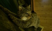 Präparat einer Wildkatze, Foto: Julia Borchardt/vivografie.de, Lizenz: Naturparkverein Hoher Fläming e.V.