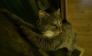 Präparat einer Wildkatze, Foto: Julia Borchardt/vivografie.de, Lizenz: Naturparkverein Hoher Fläming e.V.