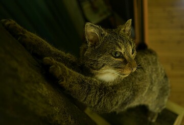 Auf leisen Pfoten – Kinderprogramm zur Wildkatze