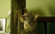 Präparat einer Wildkatze, Foto: Julia Borchardt/vivografie.de, Lizenz: Naturparkverein Hoher Fläming e.V.