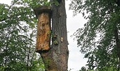 Klotzbeuten im Baum , Foto: Drei Eichen , Lizenz: Seenland Oder-Spree