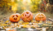 Haloweenkürbisse zum Fest, Beispielbild, Foto: Pixabay, Lizenz: Pixabay