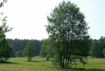 Pilze im Naturpark