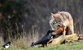 Wolf fressend an Kadaver mit Kolkrabe und Elster, Foto: Gelilewa / stock.adobe.com, Lizenz: Gelilewa / stock.adobe.com