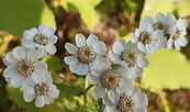 Die Sumpf-Schafgarbe ist noch häufig im Auengrünland, Foto: Marion Korsch, Lizenz: Naturwacht Brandenburg