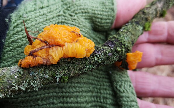 Goldgelber Zitterling, Foto: Andrea Heins, Lizenz: Tourismusverein Naturpark Barnim e. V.