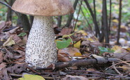 Birkenpilz, Foto: Sieglinde Thürling, Lizenz: Tourismusverein Naturpark Barnim e. V.