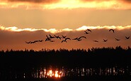Morgenstimmung im Moor, Foto: Ricarda Rath, Lizenz: Naturwacht Brandenburg
