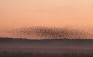 Stare_am_SChlafplatz, Foto: Ricarda Rath, Lizenz: Naturwacht Brandenburg