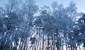 Waldwanderung Görlsdorfer Wald, Foto: Patryzia Palischewski, Lizenz: Sielmanns Naturlandschaft Wanninchen