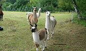 Auf der Weide, Foto: Juliane Frank, Lizenz: Tourismusverband Dahme-Seenland e.V.