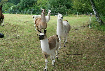 Glühweinwanderung mit Lama und Alpaka