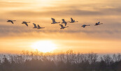 Singschwäne Wanninchen, Foto: Ralf Donat, Lizenz: Sielmanns Naturlandschaft Wanninchen