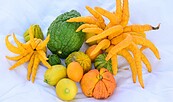 Köstlichkeiten: Nicht nur hübsch anzuschauen sind die Citrusfrüchte. Sie schmecken auch., Foto: Arbeitskreis Gartenkultur, Lizenz: Arbeitskreis Gartenkultur