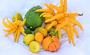 Köstlichkeiten: Nicht nur hübsch anzuschauen sind die Citrusfrüchte. Sie schmecken auch., Foto: Arbeitskreis Gartenkultur, Lizenz: Arbeitskreis Gartenkultur