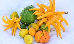 Geschmack der Citrus