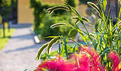 Gartenkräuter sind im Neuzeller Barockgarten ebenfalls zu finden., Foto: Bernd Geller, Lizenz: Arbeitskreis Gartenkultur