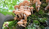 Pilze - Thema des Gartengesprächs, Foto: Arbeitskreis Gartenkultur, Lizenz: Stiftung Stift Neuzelle