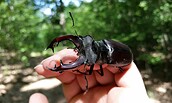 Hirschkäfer, Foto: Hannes Hause, Lizenz: NaturSchutzFonds Brandenburg