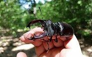 Hirschkäfer, Foto: Hannes Hause, Lizenz: NaturSchutzFonds Brandenburg