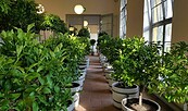 Sonderführung in der Orangerie, Foto: Mainz, Lizenz: Stiftung Stift Neuzelle