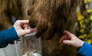 Kleine Hände erspüren eine Bärentatze., Foto: D. Marschalsky, Lizenz: Naturkundemuseum Potsdam