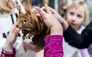 Das Fell eines Eichhörnchens berühren., Foto: D. Marschalsky, Lizenz: Naturkundemuseum Potsdam
