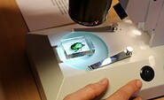 Unter dem Binokular sieht alles anders aus., Foto: David Marschalsky, Lizenz: Naturkundemuseum Potsdam