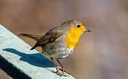 Rotkehlchen, Foto: Mathias Kober, Lizenz: NaturSchutzFonds Bbg.
