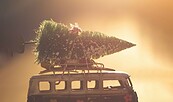 Noch keinen Weihnachtsbaum? Dann ran an die Säge!, Foto: Unsplash, Lizenz: Unsplash