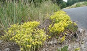 Mauerpfeffer, Foto: Christian Funk, Lizenz: Naturschutzfonds Bbg.