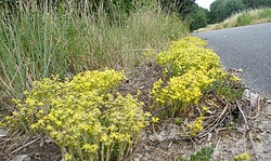 RangerTour: Wildkräutertour