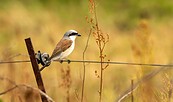 Neuntöter, Foto: Anton Lehnig, Lizenz: NaturSchutzFonds Bbg.