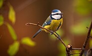 Blaumeise, Foto: Johannes Müller, Lizenz: NaturSchutzFonds Bbg.