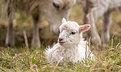 Skudde, Foto: T.Westphal, Lizenz: T.Westphal
