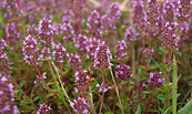 Thymian, Foto: Heike Begehold, Lizenz: Heike Begehold