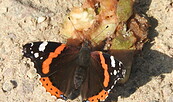 Admiral, Foto: Wolfgang Schmidt, Lizenz: Wolfgang Schmidt