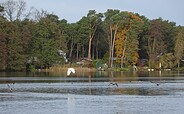 Todnitzsee mit Fisch- und Silberreiher, Foto: Sonja Betker, Lizenz: Tourismusverband Dahme-Seenland e.V.