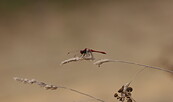 Libelle, Foto: Frau Schmidt, Lizenz: Frau Schmidt