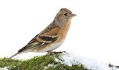 Bergfink, Foto: Derer, Lizenz: Derer