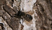 Erdbiene, Foto: NABU, Lizenz: NABU