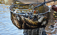 Fische im Netz, Foto: NABU, Lizenz: NABU