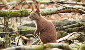 Eichhörnchen, Foto: Wolfgang Schmidt, Lizenz: Wolfgang Schmidt