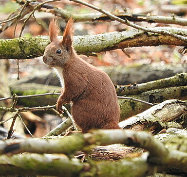 Ferienprogramm für Kinder: Natur im Herbst