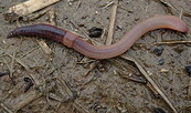 Regenwurm, Foto: A.Hurtig, Lizenz: A.Hurtig