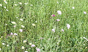 Wiese, Foto: Heike Begehold, Lizenz: Heike Begehold