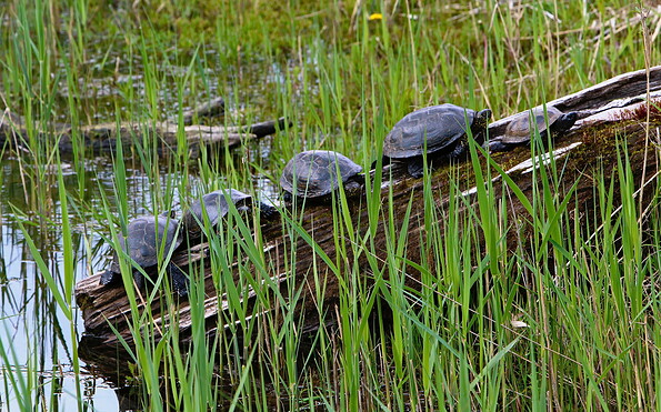 Europäische Sumpfschildkröte, Foto: P.Boege, Lizenz: P.Boege