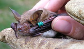 Fledermaus, Foto: Jörn Horn, Lizenz: Jörn Horn